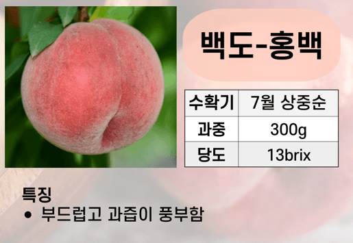 우리농원님의 장터 판매 상품 [복숭아 묘목 신비, 하홍, 유명, 홍백 판매] 첨부 사진