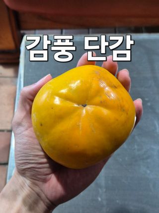 우리농원님의 자유주제 · 자유게시판 작성글 사진