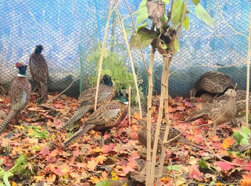 자연 愛 대풍농장님의 장터 판매 상품 [꿩알 30란 ] 첨부 사진