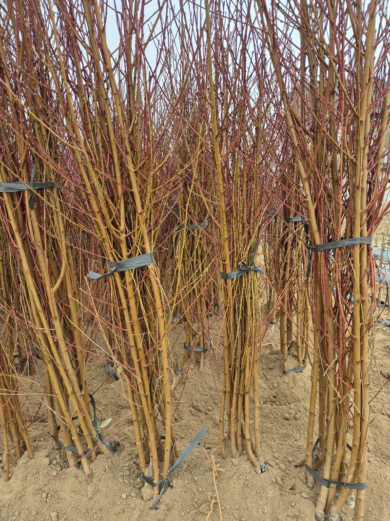 우리농원님의 장터 판매 상품 [복숭아 묘목 신비, 하홍, 유명, 홍백 판매] 첨부 사진