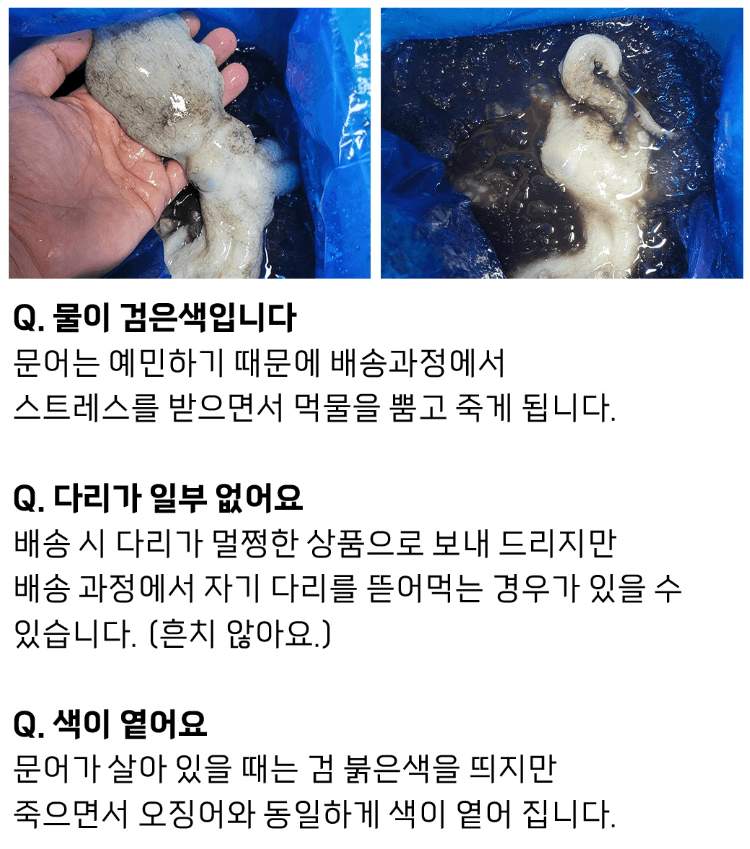스피드번님의 장터 판매 상품 [국내산 돌문어] 첨부 사진