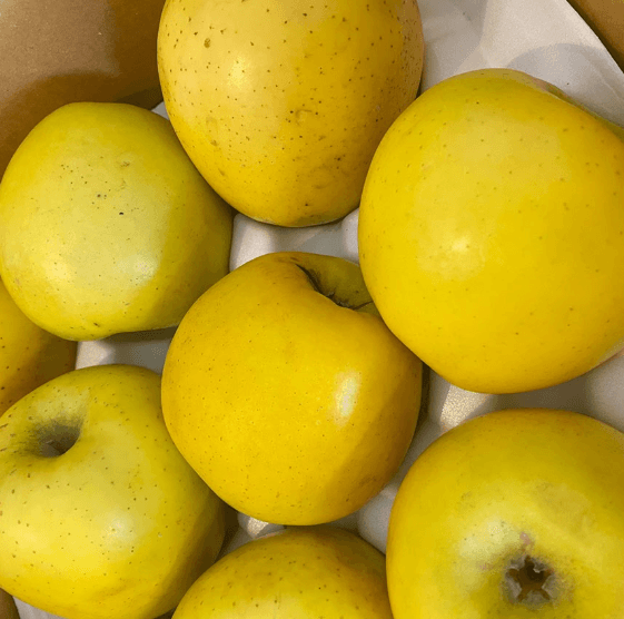 스피드번님의 장터 판매 상품 [(실속형 흠과) 황금시나노골드 사과 (일반포장)] 첨부 사진