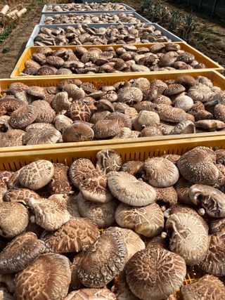 한밭농원님의 작성글 사진