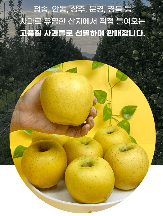 스피드번님의 장터 판매 상품 [(실속형 흠과) 황금시나노골드 사과 (일반포장)] 첨부 사진