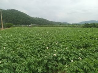 피롤땅지기님의 작성글 사진