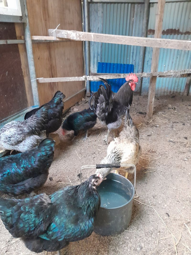 김재은님의 장터 판매 상품 [청계란 30구 28000원] 첨부 사진