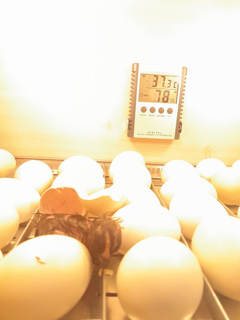 김재은님의 장터 판매 상품 [청계란 30구 28000원] 첨부 사진