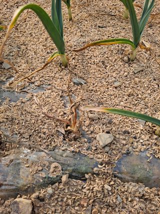 농촌사랑님의 자유주제 · 자유게시판 작성글 사진