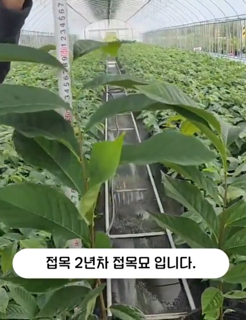 자연 愛 대풍농장님의 장터 판매 상품 [포포나무 접목/실생묘목 ] 첨부 사진