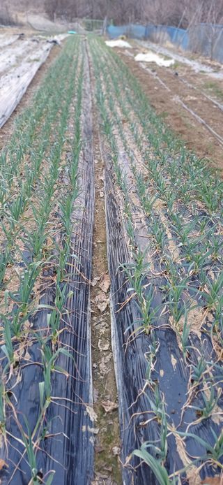 초보퍼머5도2촌준비님의 자유주제 · 사진전 작성글 사진