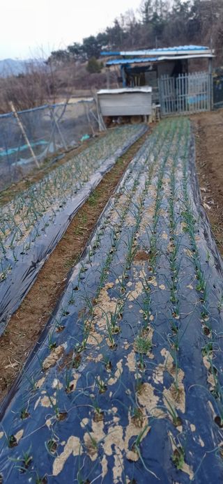 초보퍼머5도2촌준비님의 자유주제 · 사진전 작성글 사진