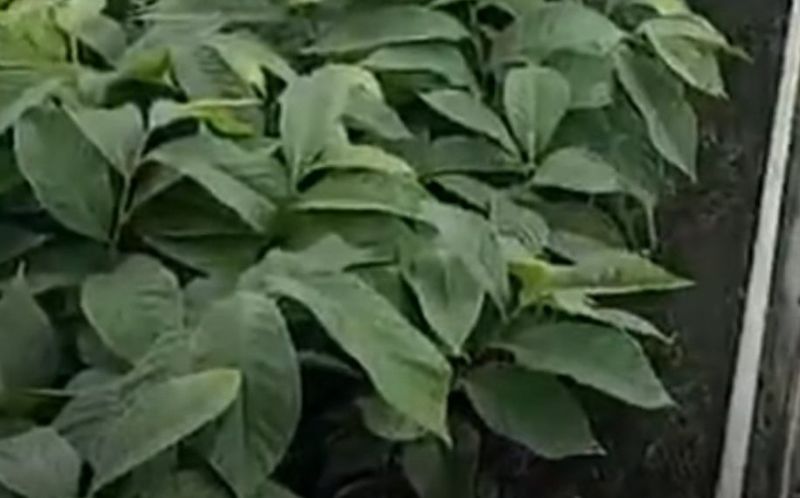 자연 愛 대풍농장님의 장터 판매 상품 [포포나무 접목/실생묘목 ] 첨부 사진