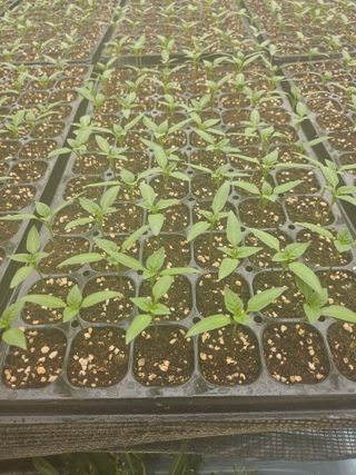 대산농사대장님의 고추 · 품종•종자 작성글 사진