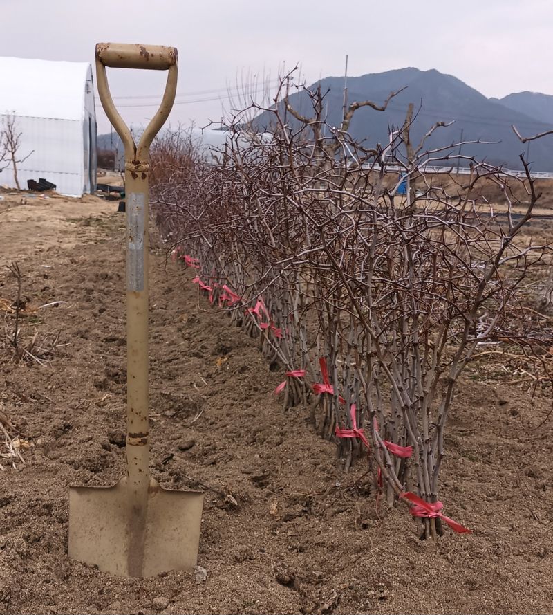장터 상품 [보은대추 묘목 분양해요 ] 썸네일