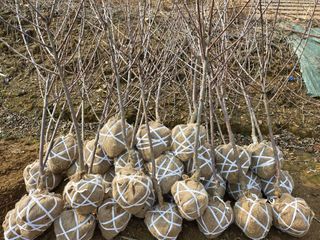 일심묘목농원님의 자유주제 · 자유게시판 작성글 사진