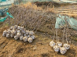 일심묘목농원님의 자유주제 · 자유게시판 작성글 사진