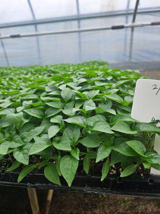 대산농사대장님의 고추 · 품종•종자 작성글 사진