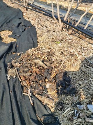 베리맘님의 자유주제 · 자유게시판 작성글 사진