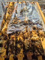 팜모닝 자유주제·자유게시판 게시글 이미지