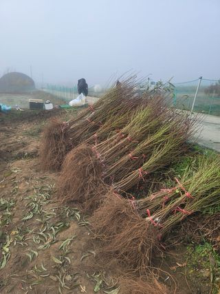일심묘목농원님의 자유주제 · 자유게시판 작성글 사진