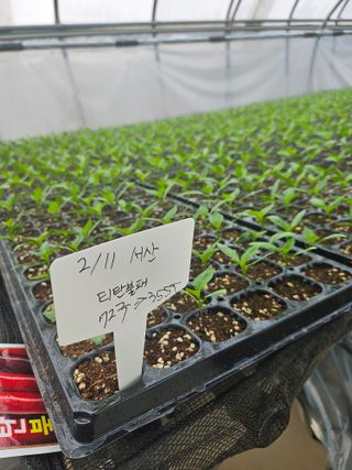 대산농사대장님의 고추 · 품종•종자 작성글 사진