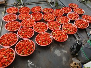 장원농장딸기농부님의 자유주제 · 자유게시판 작성글 사진