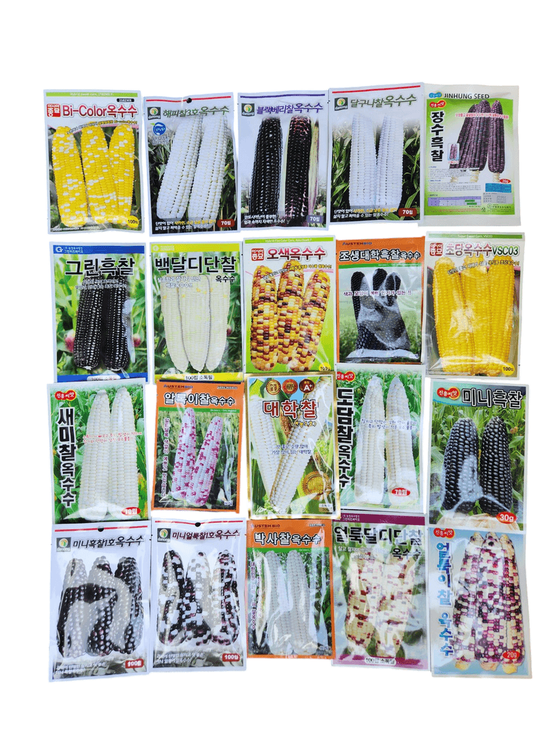 장터 상품 [대학찰옥수수 오색옥수수 도담찰 초당옥수수 달구나찰 옥수수씨앗 모음 ] 썸네일