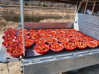 장원농장딸기농부님의 자유주제 · 자유게시판 작성글 사진