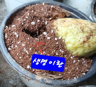 산성골농장님의 자유주제 · 자유게시판 작성글 사진