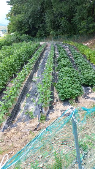 권병홍님의 3월 농사 계획 공유해요 · 참여글 작성글 사진