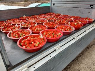 장원농장딸기농부님의 자유주제 · 자유게시판 작성글 사진