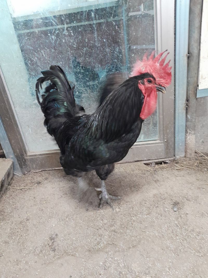 김재은님의 장터 판매 상품 [청계란 30구 28000원] 첨부 사진