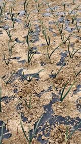 팜모닝 3월 농사 계획 공유해요·참여글 게시글 이미지