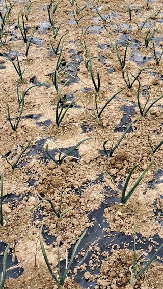 진요복님의 3월 농사 계획 공유해요 · 참여글 작성글 사진