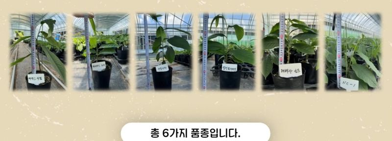 자연 愛 대풍농장님의 장터 판매 상품 [포포나무 접목/실생묘목 ] 첨부 사진