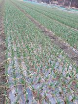 팜모닝 3월 농사 계획 공유해요·참여글 게시글 이미지