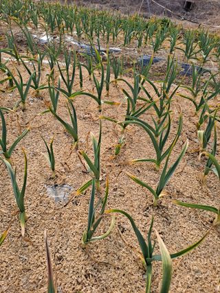 농촌사랑님의 자유주제 · 자유게시판 작성글 사진