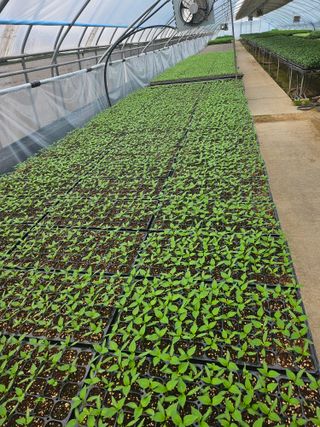 대산농사대장님의 고추 · 품종•종자 작성글 사진