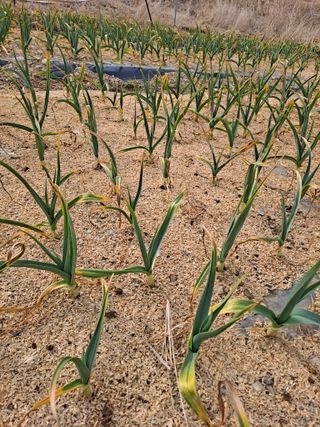 농촌사랑님의 자유주제 · 자유게시판 작성글 사진