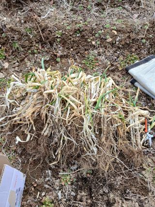 향양농장 사랑합니다님의 3월 농사 계획 공유해요 · 참여글 작성글 사진