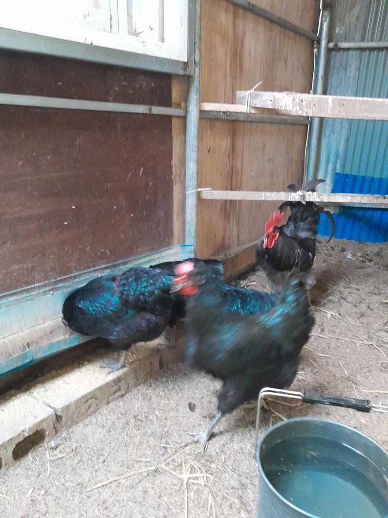 김재은님의 장터 판매 상품 [청계란 30구 28000원] 첨부 사진