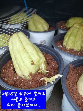 산성골농장님의 자유주제 · 자유게시판 작성글 사진