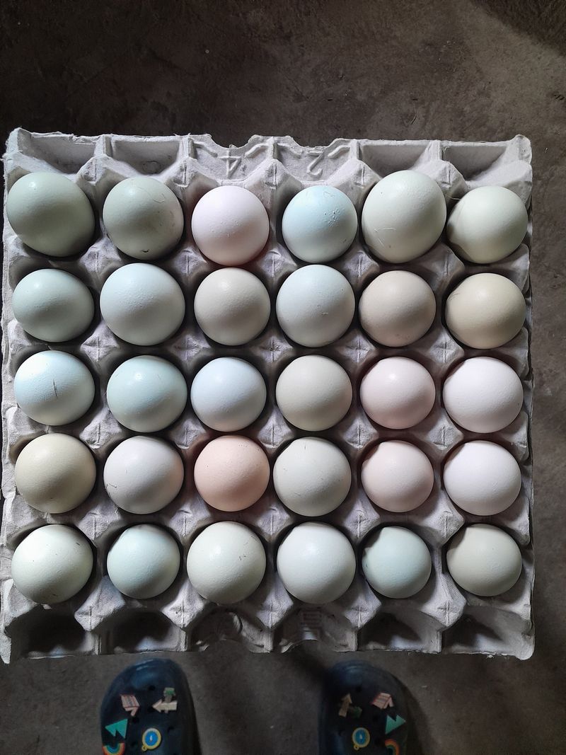 장터 상품 [청계란 30구 28000원] 썸네일