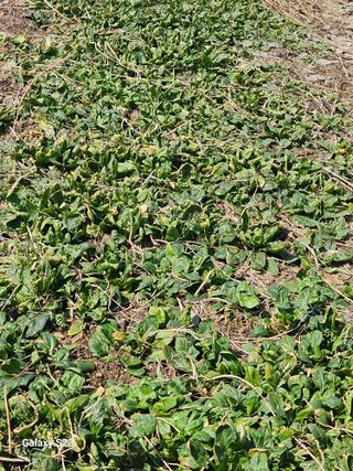 손윤영/수채화농원님의 자유주제 · 자유게시판 작성글 사진