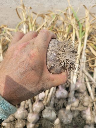 펠렛전문이부장님의 작성글 사진