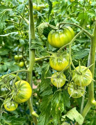 농부손녀님의 작성글 사진