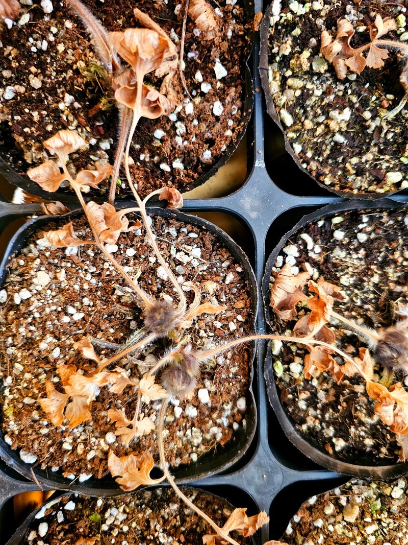 천지인야생화님의 장터 판매 상품 [원종 동강할미꽃 개화주(3년생)] 첨부 사진