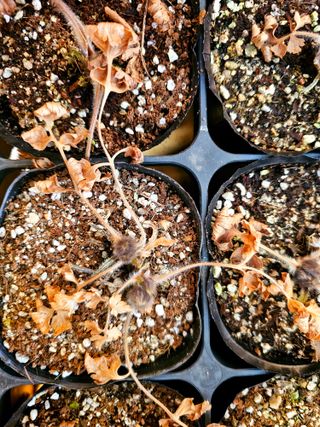 천지인야생화님의 작성글 사진