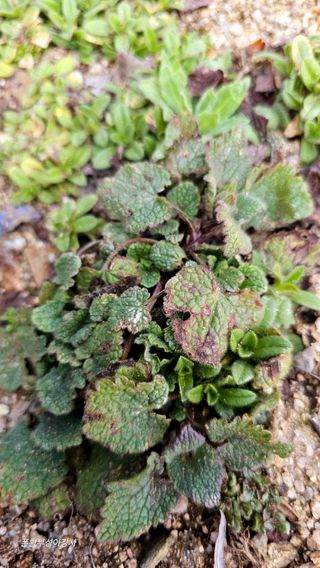 아홍팜님의 자유주제 · 자유게시판 작성글 사진