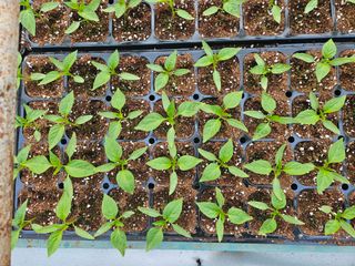 전봉우(채미농원)님의 자유주제 · 자유게시판 작성글 사진